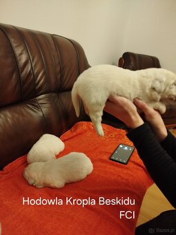 Polski Owczarek Podhalański FCI - 3