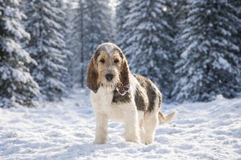 Grand basset griffon vendeen - 3