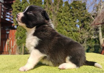 Rasowy Pies Border Collie - TEXAS z pełną dok. z hodowli do - 3