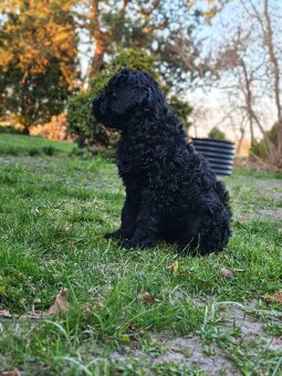 Czarny Terier Rosyjski śliczna sunia - 3