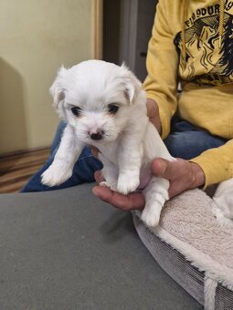 Maltańczyki szczeniaku - 3