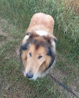 Reproduktor owczarek Szkocki - 3