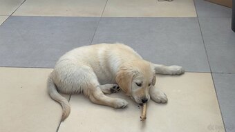 GOLDEN RETRIEVER szczeniak, bogata wyprawka - 3