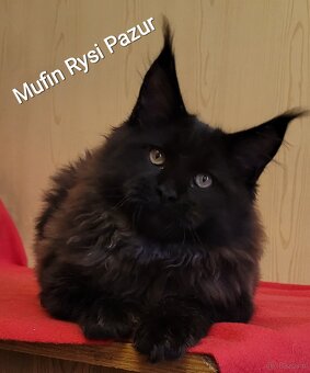 Śliczny kocurek maine coon - 3