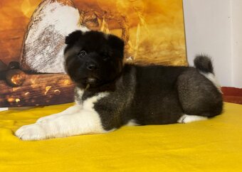 Szczenię rasy akita amerykańska z rodowodem - 3