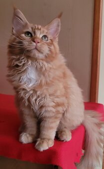 Mruczącą koteczka maine coon - 3