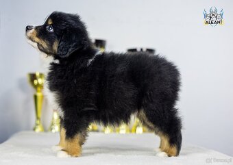 Miniaturowy Owczarek Amerykański trójkolorowy piesek (n/b) - 3