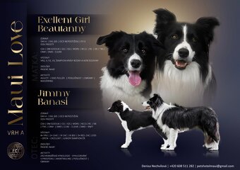 Border Collie z PP /FCI/ szczenięta - 3