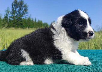 Border Collie - przebadani sprawdzeni rodzice, piękne szczen - 3