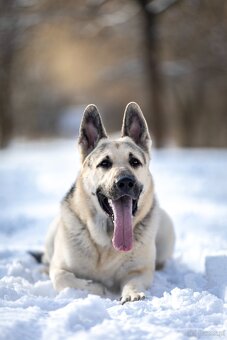 Owczarek Wschodnioeuropejski - 3