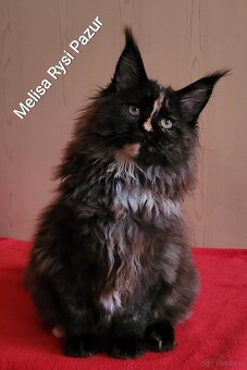 Rozkoszna szylkretka maine coon - 3