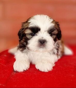 Szczeniaczki Shih Tzu z rodowodem - 3