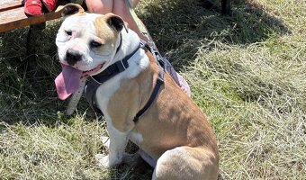 Pies amstaff - 3