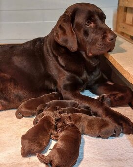 Szczenięta Labrador Retriever - czekolada - 3