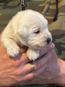 Sznaucer miniaturowy biały - 3