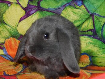 Niebieskie baranki mini lop samiczki - 3