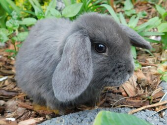 Niebieskie baranki mini lop samiczki - 3