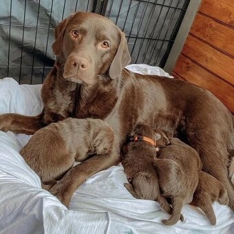 Labrador Retriever Welpen.+43 678 70413678.. - 3