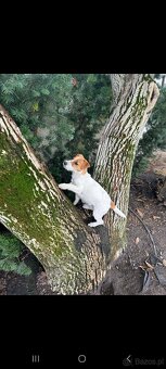 Suczka Jack Russell Terrier - 3