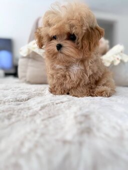 Maltipoo Welpen suchen ein Zuhause..+43 678 70413678 - 3