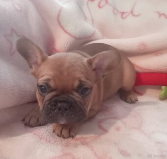 Buldog francuski - 3