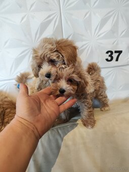 Maltipoo f1 - 3