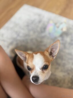 Chihuahua - 3