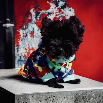 York czarny Zyzio Black Yorkshire Terrier. - 3