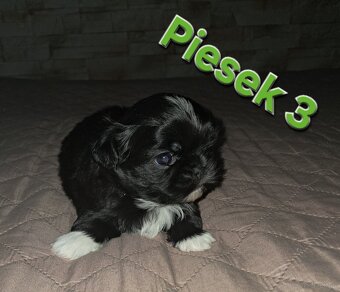 Sprzedam  shih-tzu - 3