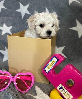 Maltanczyk Maltanczyki - 3