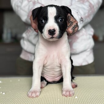 Ekskluzywne szczenięta Ruffian Amstaff - 3
