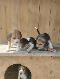 Beagle - 3