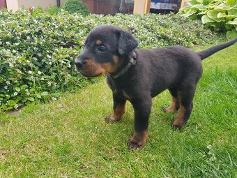 Szczenię, szczenięta rasy Beauceron (Berger de Beauce) - 3