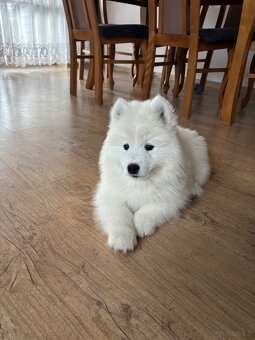Śliczne pieski Samoyed - 3