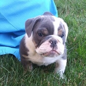Englische Bulldoggenwelpen..+43 678 70413678. - 3
