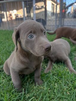 Labrador Welpen.+43 678 70413678.. - 3