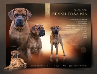 Tosa - stud dog - 3