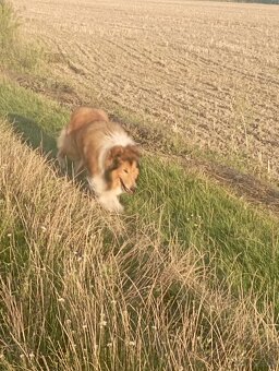 Reproduktor owczarek Szkocki - 3