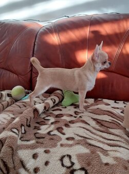 Chihuahua  ZKWP / FCI - 3