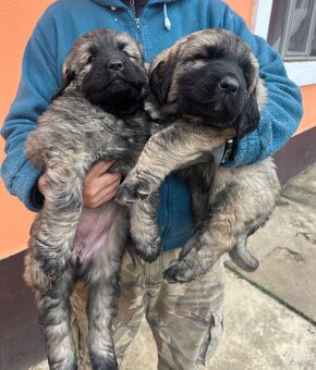 Szczenięta Owczarka Kaukaskiego - 3