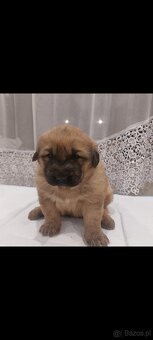 Na sprzedaż 2 szczenięta rasy Owczarek Mongolski Bankhar, - 3