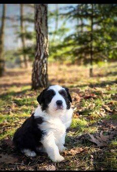 Border collie - 3