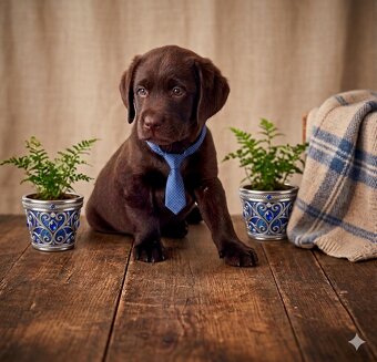 Labrador Retriever szczenięta czekoladowe - 3