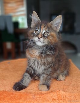 Maine Coon kotka rodowód fpl - 3