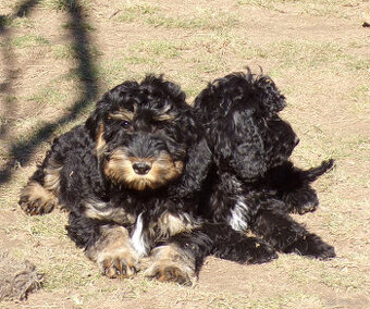 Cockapoo F1, ostatni piesek, czarny - 3