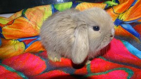 Beżowe króliki mini lop - 3