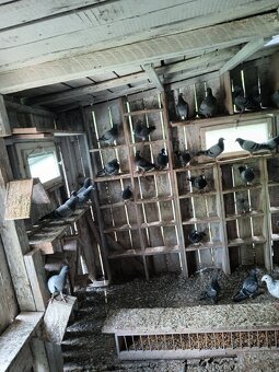 Golebie pocztowe - 3