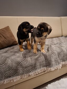 Oddam w dobre ręce - 3