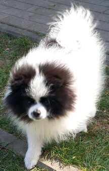 Szpic miniaturowy pomeranian - 3