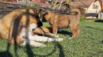 Amerykańska akita z PP - 3